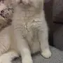قطط للبيع 
