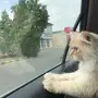 انثى شيرازية امريكية للبيع 