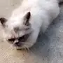قطة هملايا ثلجي