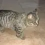 قطة للتبني شرق الرياض 