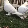 ((جوز روماني((مسكي))