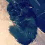 قط للتزاوج شيرازي اسود.