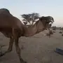 فحل للبيع