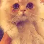 قط بيكي فيس 4 شهور للبيع 