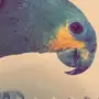 كاسكو امازوني اليف للبيع 