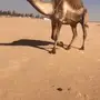 خلفه صفراء كفو الكفو منوه القناي