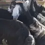 معزا حليب