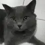 قط للتبني 