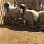 هرافي 