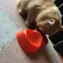 قط شيرازي امريكي