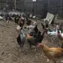 دجاج بياض للبيع 