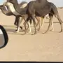 حايل ومعشر للبيع