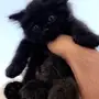 قطط للبيع