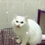 قط شيرازي 