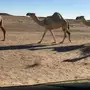 5 نياق مغاتير للبيع فرصة القناي