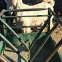 تيس اصفر اللي يوقف عليه الله يربحه