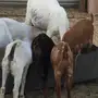 تيس و3 عنقان