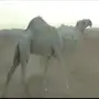 قعود جذع باتلي كفو