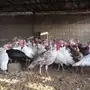 ديك رومي 