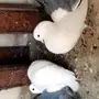 جوز حمام رقاص 