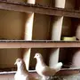 جوز حمام شيرازي