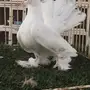 ((جوز سيبيري((ابيض صك))