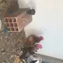 دجاج بلدي