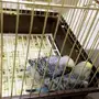 للبيع فروخ غر بادجي ( طيور حب )