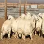 جذعان كفو 