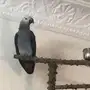 للبيع كاسكو افريقي 