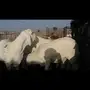 طليان سواكن بيضاء للكشتات والمندي والثلاجة 