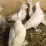 حمام صنعاوي سلك من فصيله نادره 