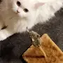 قط شيرازي