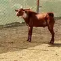 تيس جنوبي 