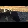 غنم نجد مواليد