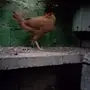 دجاجه 