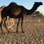 لقحه مجهم كفو لها 3 شهور معشر سالمه العذاريب 