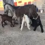 عنز حليب معها ثلاث دواغير 