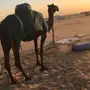 ناقه مجهم وبكره وضحى 