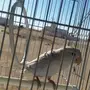 روز انثى اليف 