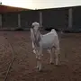 فحل هولندي صنف ومعرف 
