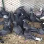 قطايف جملة - كميات كبيرة!