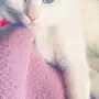 قطة شيرازية