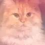 للبيع قط شيرازي امريكي 