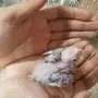 فروخ كروان غر