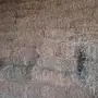 أعلاف للبيع (ذره)