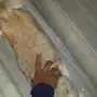 ارانب شنشيلا جبلية مصرية مستوردة 