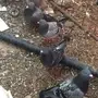 فراخة حمام زاجل