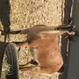 ما شاء الله عنز محايل 