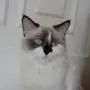 قطة انثى 